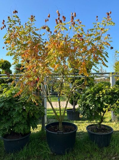 Blasenesche / Blasenbaum / Chinesischer Lackbaum 250-300 cm 'mehrstämmig' / Koelreuteria paniculata (874183)