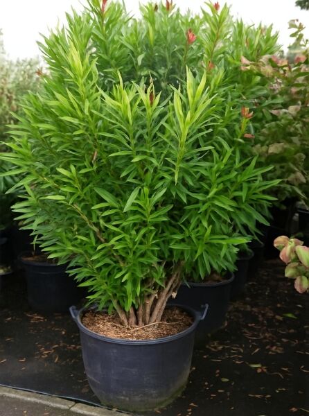 Nerium oleander (Oleander/Rosenlorbeer) 175-200 cm C130, mehrstämmiger Strauch im Pflanzcontainer mit grünem Laub und Knospen.