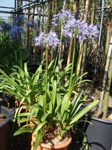 Blaue Schmucklilie / Blaue Liebesblume / Blaue Schmucklilie / Blaue Liebesblume