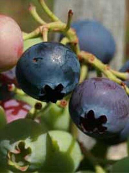 Heidelbeere 'Bluecrop' / Vaccinium corymbosum 'Bluecrop'