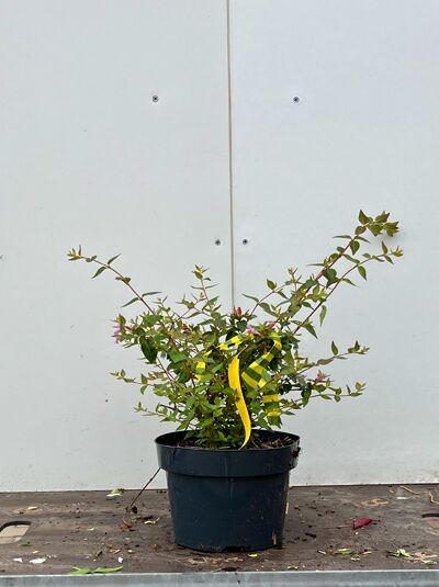 Abelia grandiflora 'Edward Goucher' 30-40 cm, Großblumige Abelie mit grünem Laub und rosa Blüten in schwarzem Pflanzkübel.