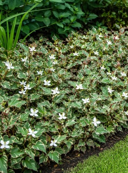 Chamäleonpflanze 'Fantasy' - Houttuynia cordata 'Fantasy'