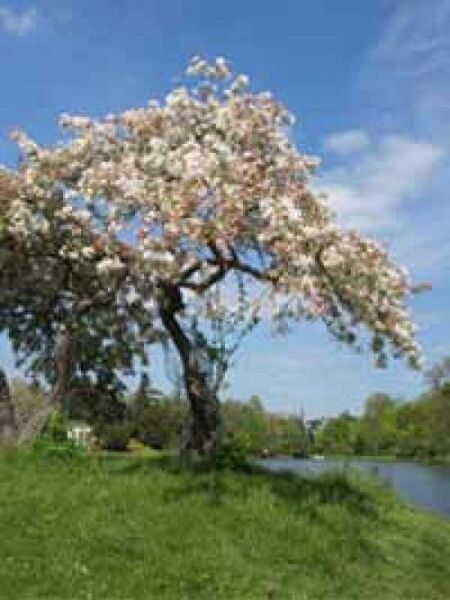 Weiße Zierkirsche 'Shiro-fugen' / Prunus serrulata 'Shiro-fugen'