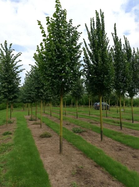 Ulmus 'Dodoens' / Ulme 'Dodoens' Hochstamm 20-25 StU mit Drahtballen, schlanker Stamm, dichter grüner Kronenaufbau.