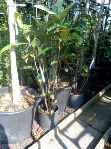Japanische Wollmispel / Loquat / Japanische Wollmispel / Loquat