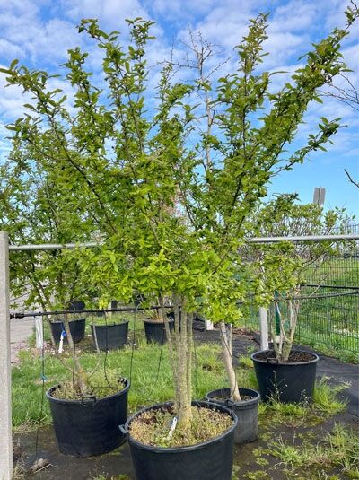 Deutsche Mispel / Echte Mispel mehrstämmig / Mespilus germanica (1567622)