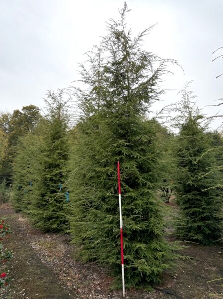 Tsuga heterophylla, Westliche Hemlocktanne, 400–450 cm, mehrstämmiger Nadelbaum mit dichtem, grünem Wuchs in Baumschule