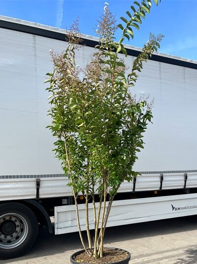 Kräuselmyrte ‘Sarah's Favorite’ 250-275 cm / Lagerstroemia indica ‘Sarah's Favorite’ 250-275 cm Schirmform (1577339)