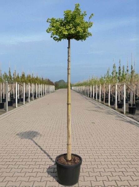 Kugel-Ginkgobaum Ginkgo biloba 'Mariken', 225 cm, Stamm 8–10 StU, im Container, Hochstamm mit kugeliger Krone.