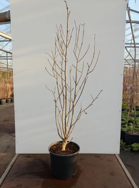 Magnolia ’Pink Pyramid‘ / Tulpenmagnolie ’Pink Pyramid‘ 125-150 cm C20, mehrstämmiger Strauch im Container mit kahlen Trieben.
