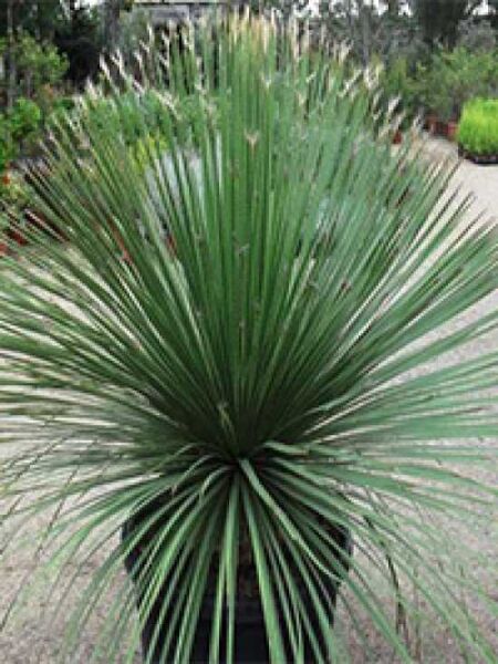 Rauschopf / Mexikanischer Grasbaum / Dasylirion serratifolium