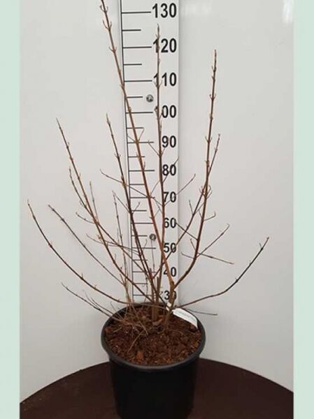 Callicarpa bodinieri 'Profusion' (Liebesperlenstrauch) 100-125 cm C12 im schwarzen Topf, mehrtriebig mit kahlen Zweigen.
