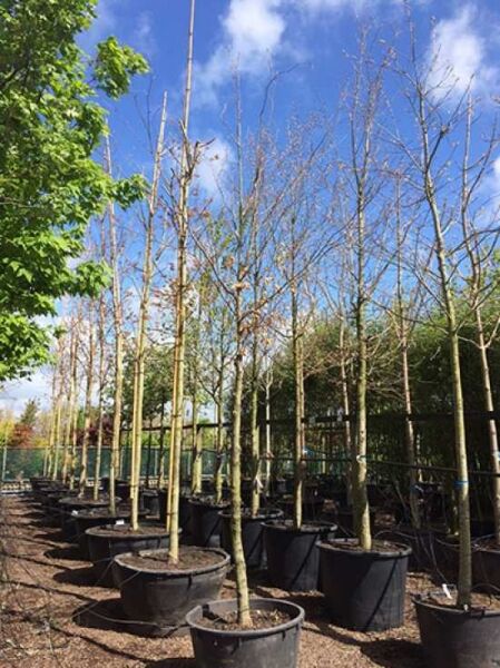 Rot-Buche (Fagus sylvatica) Hochstamm 18-20 StU im Container, junger Baum mit schlankem Stamm und verzweigten Ästen im Topf.