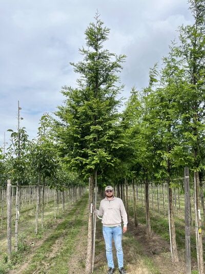 Urweltmammutbaum / Wasserlärche / Wassertanne  / Urweltmammutbaum / Wasserlärche / Wassertanne 