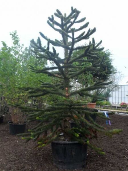 Chilenische Schmucktanne / Araukarie / Araucaria araucana