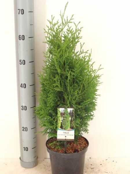Thuja occidentalis 'Holmstrup' / Lebensbaum 'Holmstrup', kompakter Kegel-Lebensbaum im Topf, ca. 40–50 cm, C3