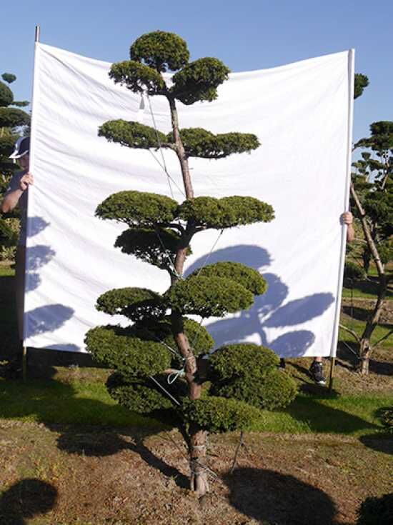 TaxusBonsai / EibenBonsai günstig in TopBaumschulqualität kaufen