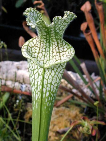 Sarracenia leucophylla / Weiße Schlauchpflanze mit grün-weißer, netzartig gezeichneter Schlauchfalle und Haube