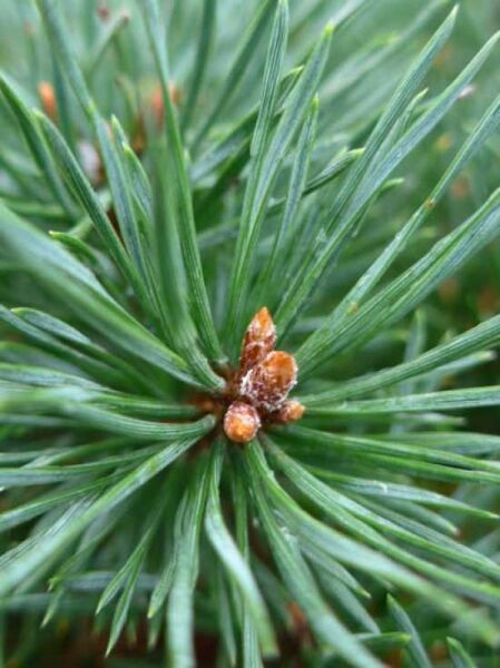 Pinus sylvestris 'Martham' / Blaue flache Zwerg-Kiefer 'Martham'