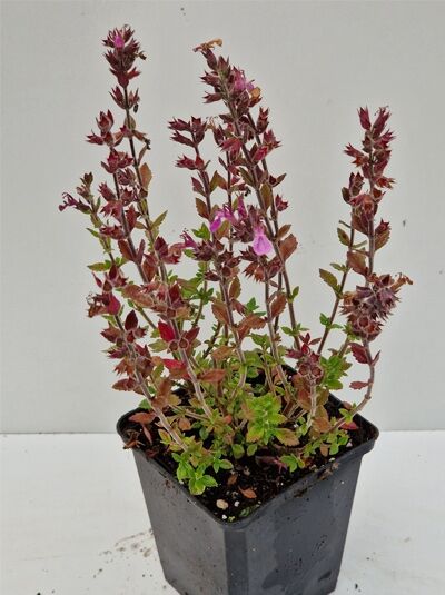 Teucrium lucidrys, Gamander P9 im Topf, aufrechte Triebe mit purpurfarbenen Blüten und rötlich-grünem Laub