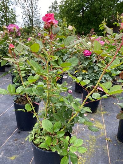 Rosa 'Rosengräfin Marie Henriette' ® / Beetrose 'Rosengräfin Marie Henriette' ® C5 im Topf mit rosa Blüten und grünen Blättern