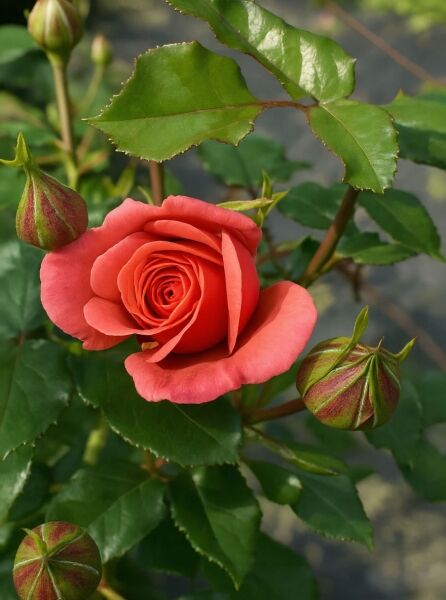 Beetrose Rosa 'Coral Lions Rose'® mit korallenrosa Blüte, Knospen und glänzend grünem Laub am Trieb.