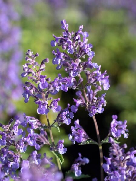 Nepeta faassenii Junior Walker ®  /