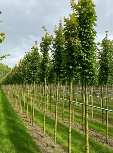 Säulen-Feld-Ahorn (Acer campestre 'Green Column') Hochstamm 10-12 StU mit Drahtballierung, schlanke Säulenkrone in Baumschule