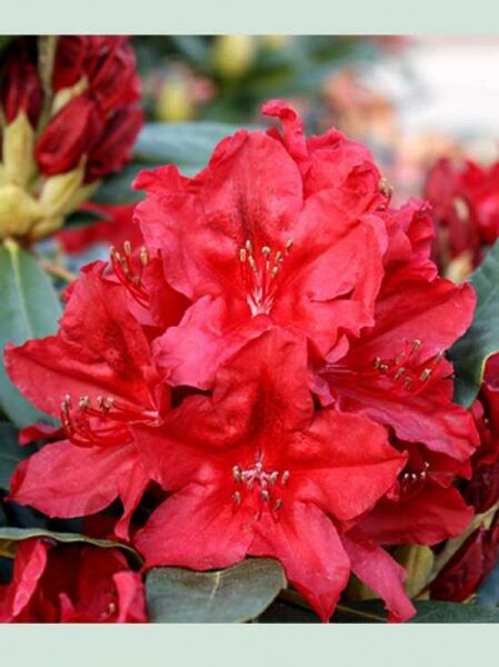 Rhododendron Hybride 'Red Impulse' (Rhododendron 'Red Impulse') mit roten Blüten und dunkelgrünen Blättern