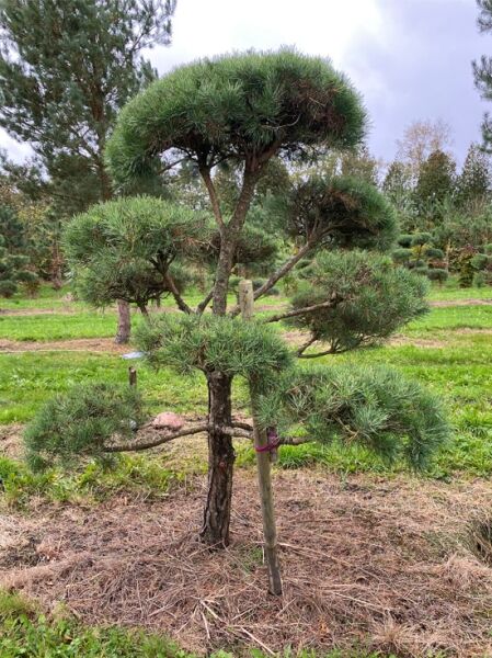 Waldkiefer (Pinus sylvestris) Garten-Bonsai, mehrstämmig mit kugeligen Kronenpolstern, 160 cm breit x 210 cm hoch (Nr. 1395)