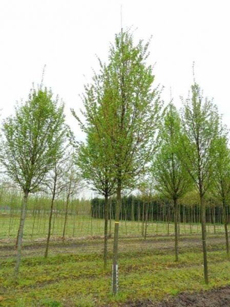 Säulen-Hainbuche Carpinus betulus 'Frans Fontaine' Hochstamm 25-30 StU mit Drahtballen, schlanke Krone, grünes Laub