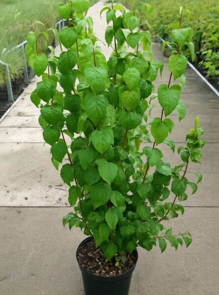 Philadelphus 'Virginal' / Großblütiger Pfeifenstrauch 'Virginal', 100-125 cm, C12, im Topf mit grünem Laub und aufrechten Trieben