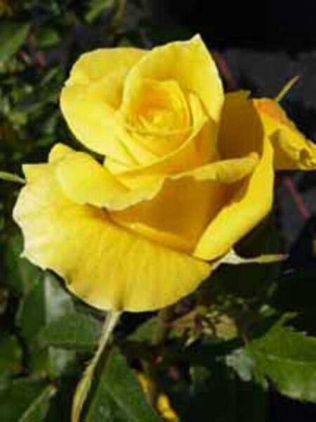 Beetrose 'Friesia' / Rosa 'Friesia ®'
