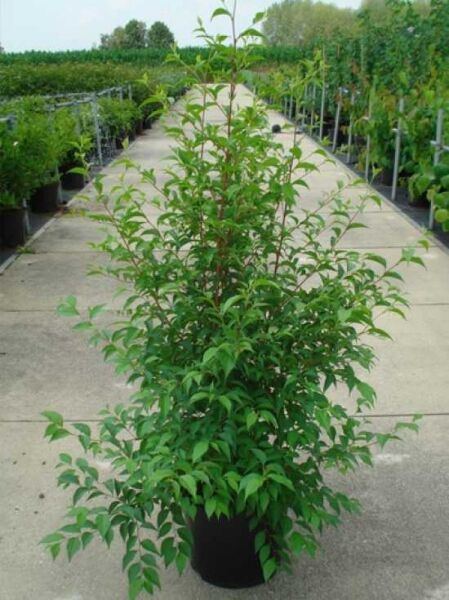 Styrax japonicus (Japanischer Storaxbaum) 100-125 cm C20, junger Strauch im Container mit dichtem grünem Laub
