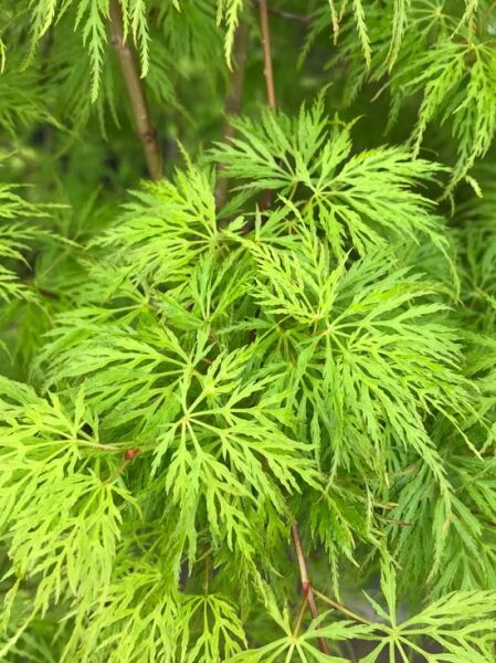 Fächerahorn / Japanischer Ahorn 'Emerald Lace' / Acer palmatum 'Emerald Lace'
