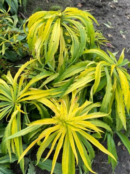 Goldrute 'Hiddigeigei' / Goldrute 'Hiddigeigei'