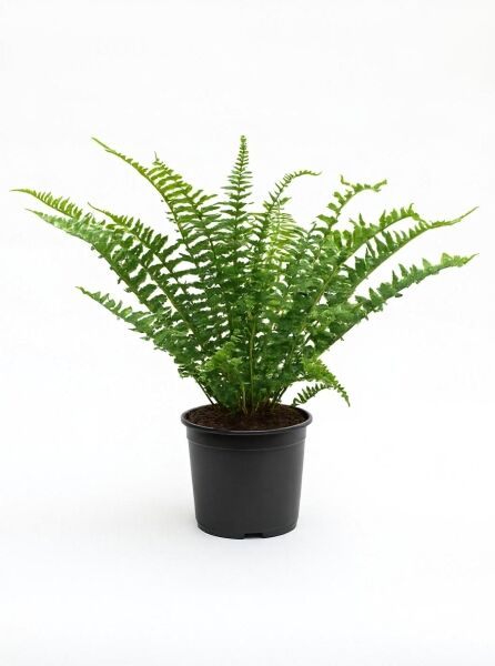 Schmaler Goldschuppenfarn 'Pinderi' (Dryopteris affinis 'Pinderi') im C3-Topf mit grünen, gefiederten Wedeln.