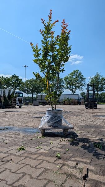 Flieder des Südens / Indische Lagerströmie 'Camaieu d'été' - Lagerstroemia indica 'Camaieu d'été' ®