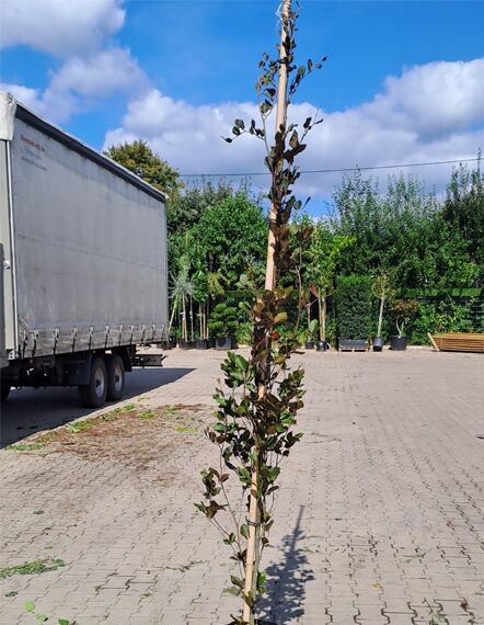 Fagus sylvatica 'Rohan Obelisk' / Rote Säulenbuche 200-250 cm m. Db., schlanker aufrechter Stamm mit dunkelrotem Laub am Stützpfahl
