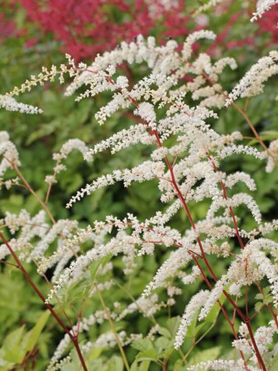 Plant Profile for Astilbe thunbergii 'Prof. van der Wielen' - Tall Japanese  Astilbe Perennial