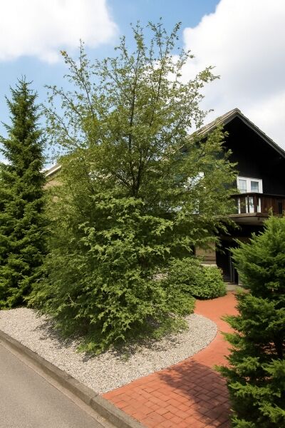 Antarktische Scheinbuche / Antarktische Scheinbuche