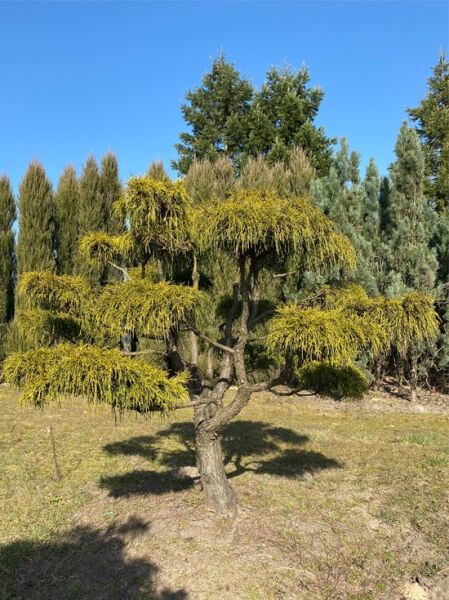 Gelbe Fadenzypresse Chamaecyparis pisifera 'Sungold', 220 cm breit x 180 cm hoch, gelbgrünes hängendes Nadelwerk, mehrstämmig
