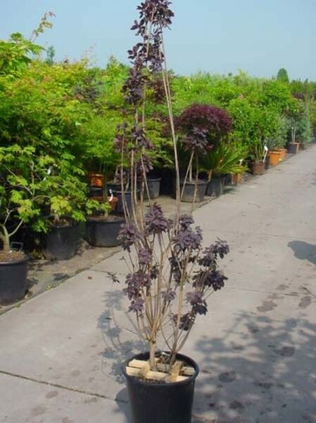 Cotinus coggygria 'Royal Purple' / Roter Perückenstrauch