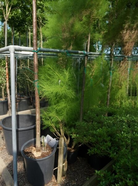 Heide-Tamariske (Tamarix ramosissima) Sommer-Tamariske 150-175 cm im C20-Container, aufrechter Strauch mit feinem Laub