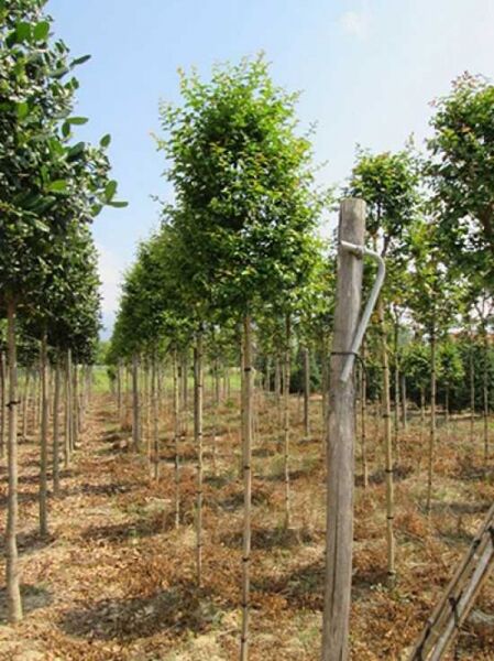 Lagerstroemia indica (rosa Blüte) – Flieder des Südens, Indische Lagerströmie, Kreppmyrte als Hochstamm mit grünem Laub in Reihenkultur