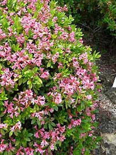 Liebliche Weigelie 'Rosea' / Weigela florida 'Rosea' kaufen