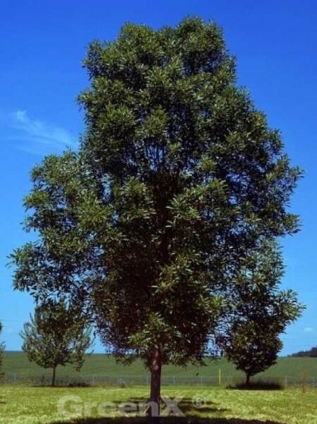 Einblättrige Esche / Fraxinus excelsior 'Diversifolia'