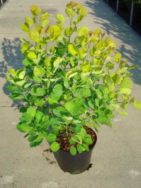 Gold-Perückenstrauch (Cotinus coggygria) 'Golden Spirit®' im Topf, 80–100 cm, C12, mit gelbgrünem Laub