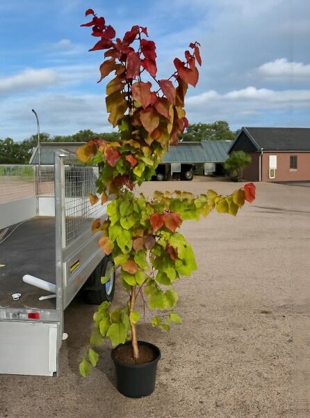 Kanadischer Judasbaum Cercis canadensis 'Eternal Flame'®, 150–200 cm, im Topf C12, mit herzförmigen grün-roten Blättern.