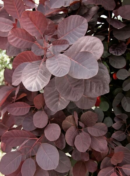 Violetter Perückenstrauch 'Velvet Cloak' / Violetter Perückenstrauch 'Velvet Cloak'